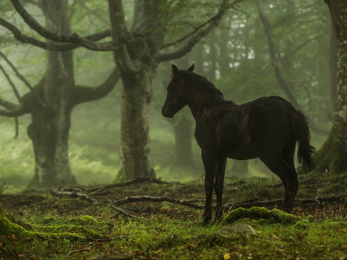 Обои лошадь, деревья, лес, конь, horse, trees, forest разрешение 2048x1223 Загрузить