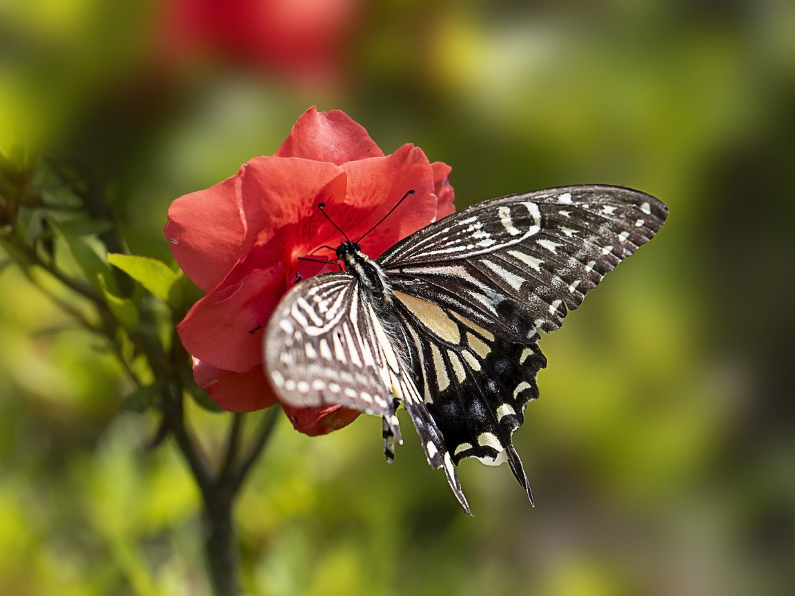 Обои макро, цветок, лето, бабочка, macro, flower, summer, butterfly разрешение 5472x3648 Загрузить