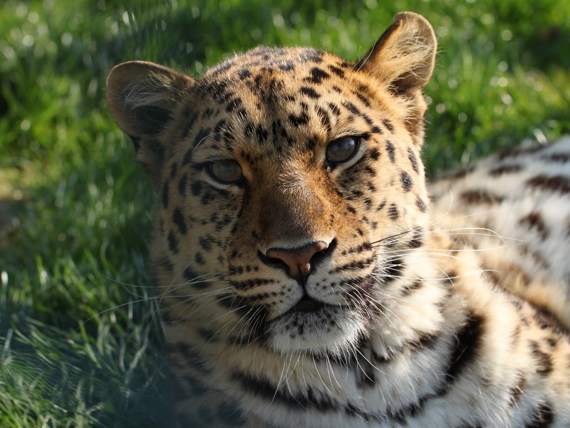 Обои морда, трава, лежит, леопард, хищник, большая кошка, face, grass, lies, leopard, predator, big cat разрешение 4752x3168 Загрузить