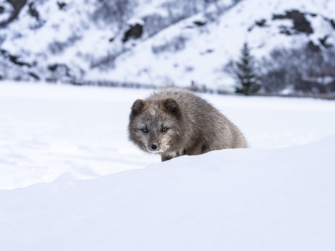 Обои морда, снег, зима, взгляд, песец, выглядывает, face, snow, winter, look, fox, peeps разрешение 5627x3751 Загрузить