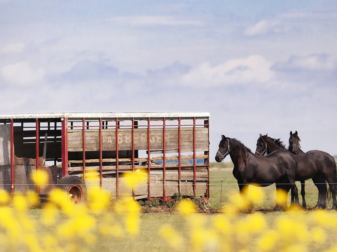 Обои небо, лошади, кони, телега, the sky, horse, horses, cart разрешение 3840x2160 Загрузить