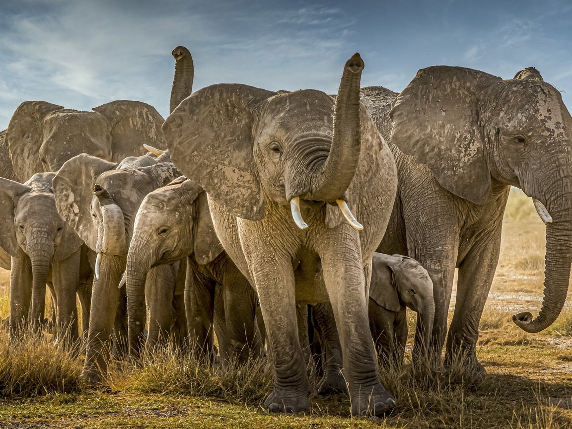 Обои природа, африка, слоны, nature, africa, elephants разрешение 3840x2160 Загрузить