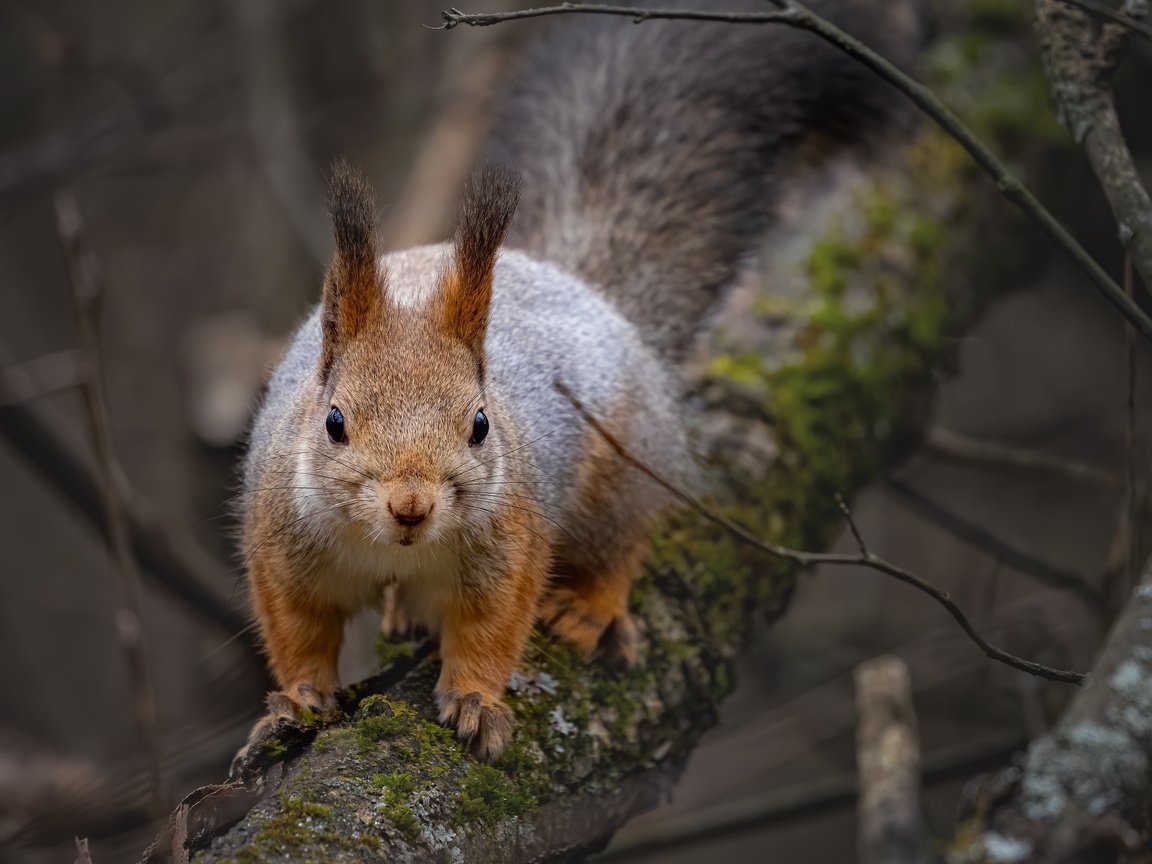 Обои природа, дерево, ветки, животное, белка, зверек, грызун, nature, tree, branches, animal, protein, rodent разрешение 2048x1425 Загрузить