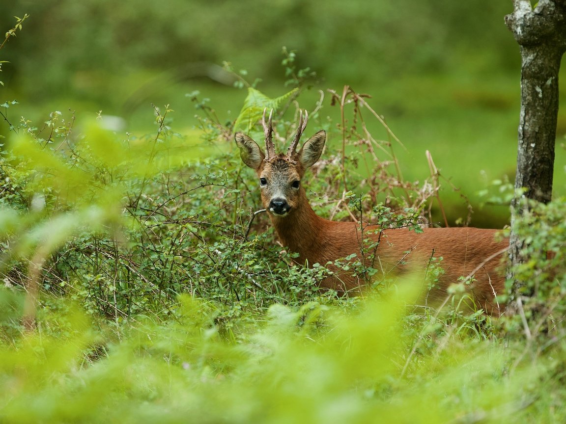 Обои природа, олень, ветки, взгляд, косуля, трапеза, nature, deer, branches, look, roe, meal разрешение 2880x1911 Загрузить