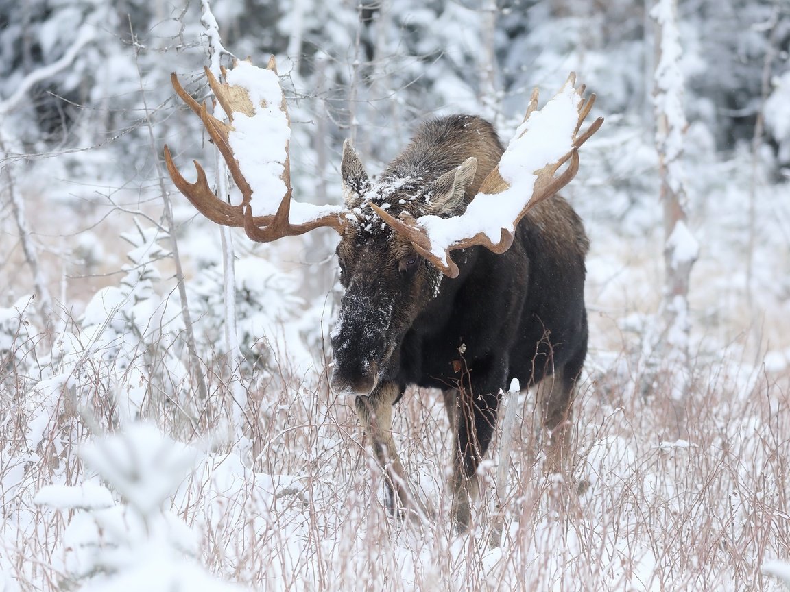 Обои природа, зима, лось, nature, winter, moose разрешение 3072x2048 Загрузить