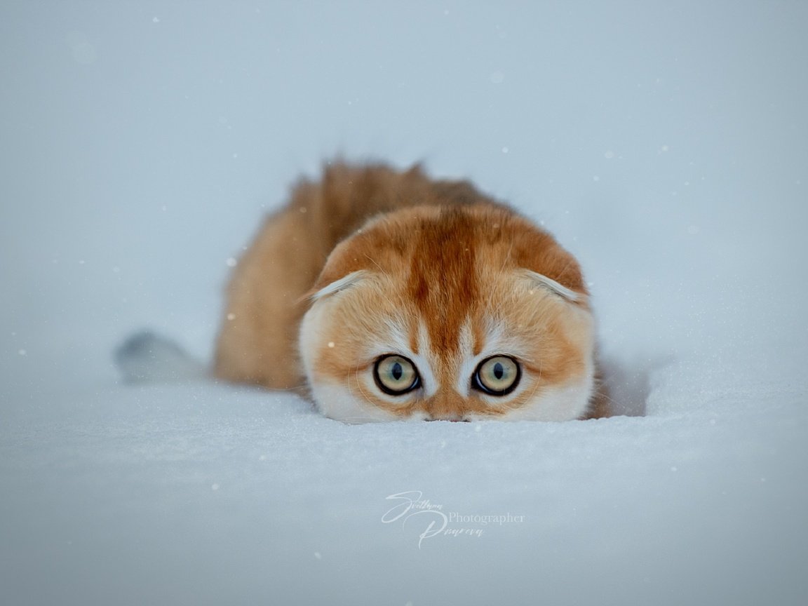 Обои снег, зима, кошка, snow, winter, cat разрешение 1920x1280 Загрузить