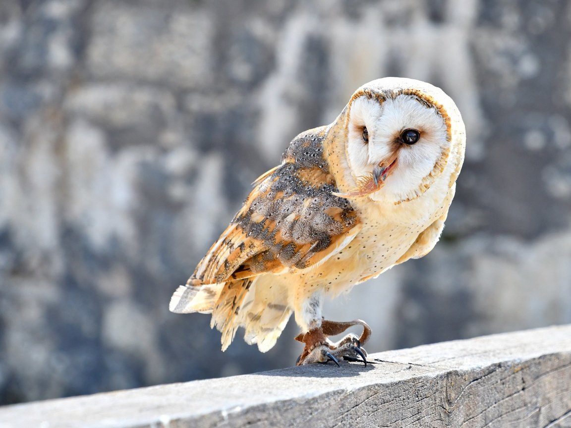 Обои сова, камни, взгляд, стена, птица, сипуха, брус, owl, stones, look, wall, bird, the barn owl, timber разрешение 5003x3574 Загрузить