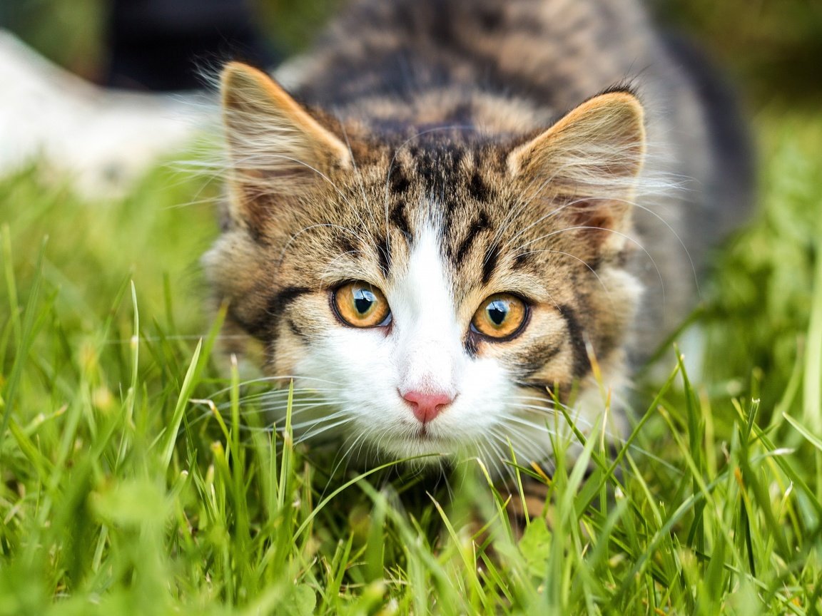 Обои трава, кошка, взгляд, котенок, мордашка, полосатый, боке, grass, cat, look, kitty, face, striped, bokeh разрешение 3840x2560 Загрузить