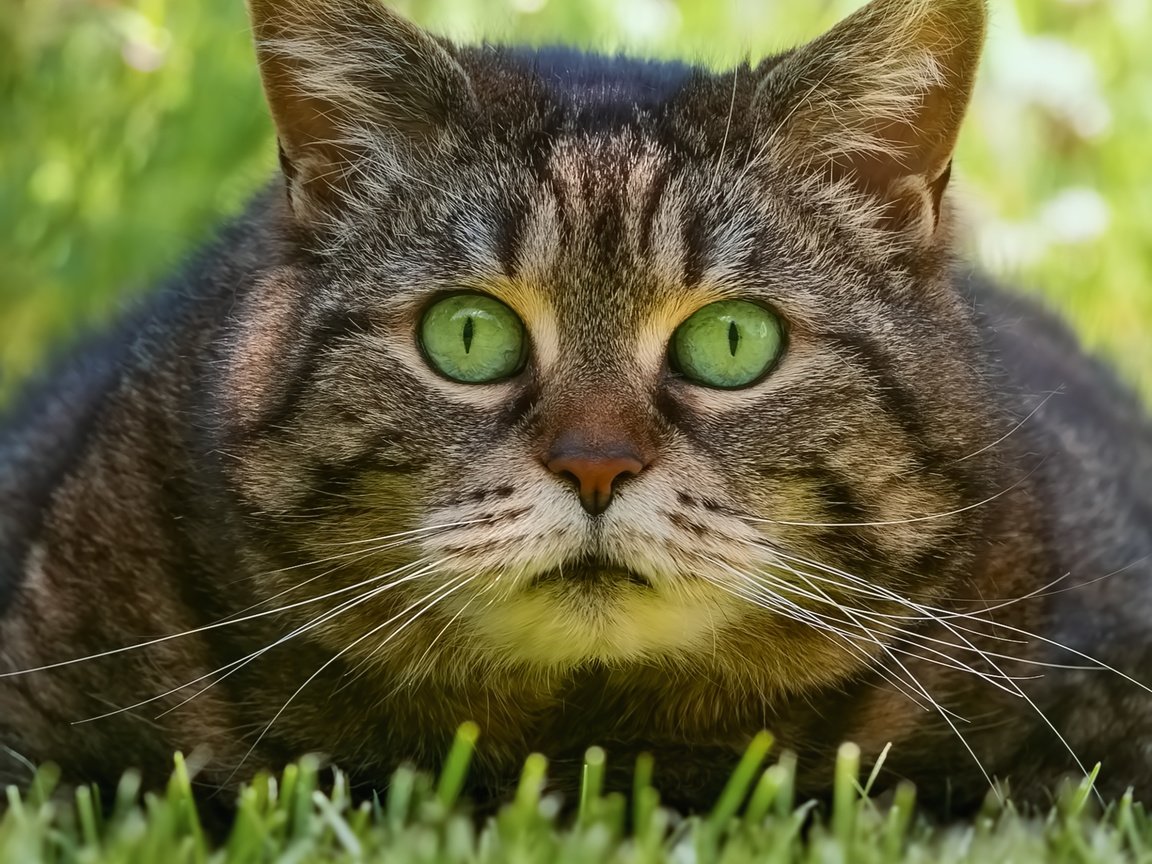 Обои трава, кот, взгляд, мордашка, котэ, глазища, grass, cat, look, face, kote, eyes разрешение 2500x2500 Загрузить