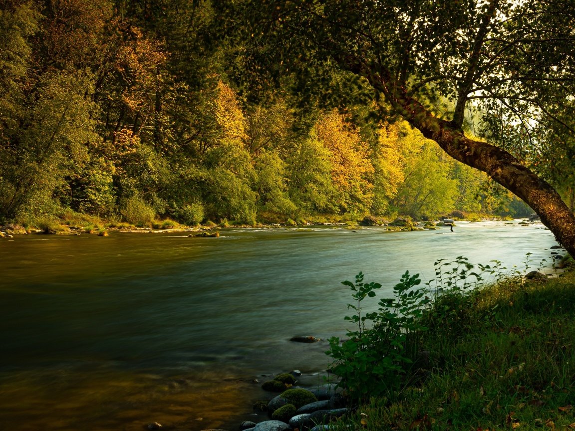 Обои трава, река, природа, камни, лес, пейзаж, осень, берега, grass, river, nature, stones, forest, landscape, autumn, bank разрешение 2300x1427 Загрузить