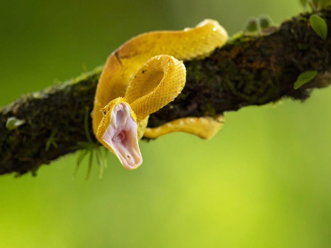 Обои ветка, природа, змея, пасть, branch, nature, snake, mouth разрешение 2000x1334 Загрузить