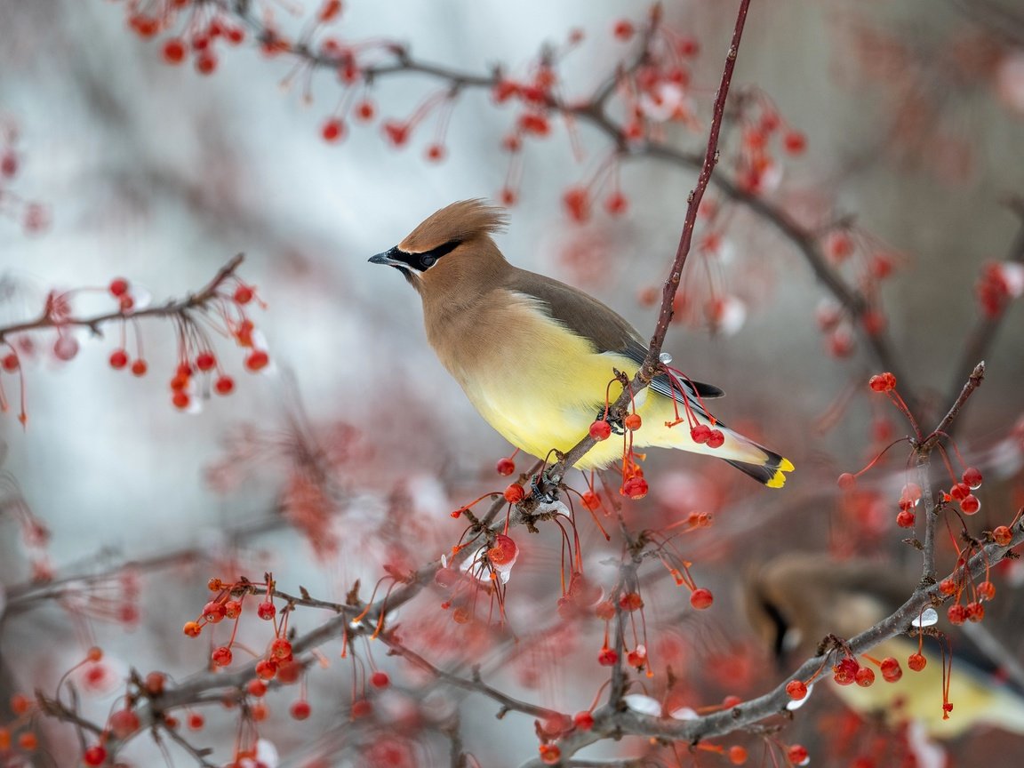 Обои ветки, птицы, птица, ягоды, боке, свиристель, свиристели, branches, birds, bird, berries, bokeh, the waxwing, waxwings разрешение 3840x2160 Загрузить