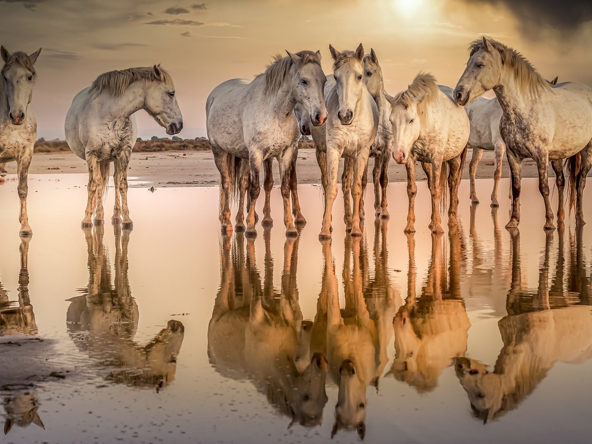 Обои вода, природа, кони, water, nature, horses разрешение 3840x2160 Загрузить