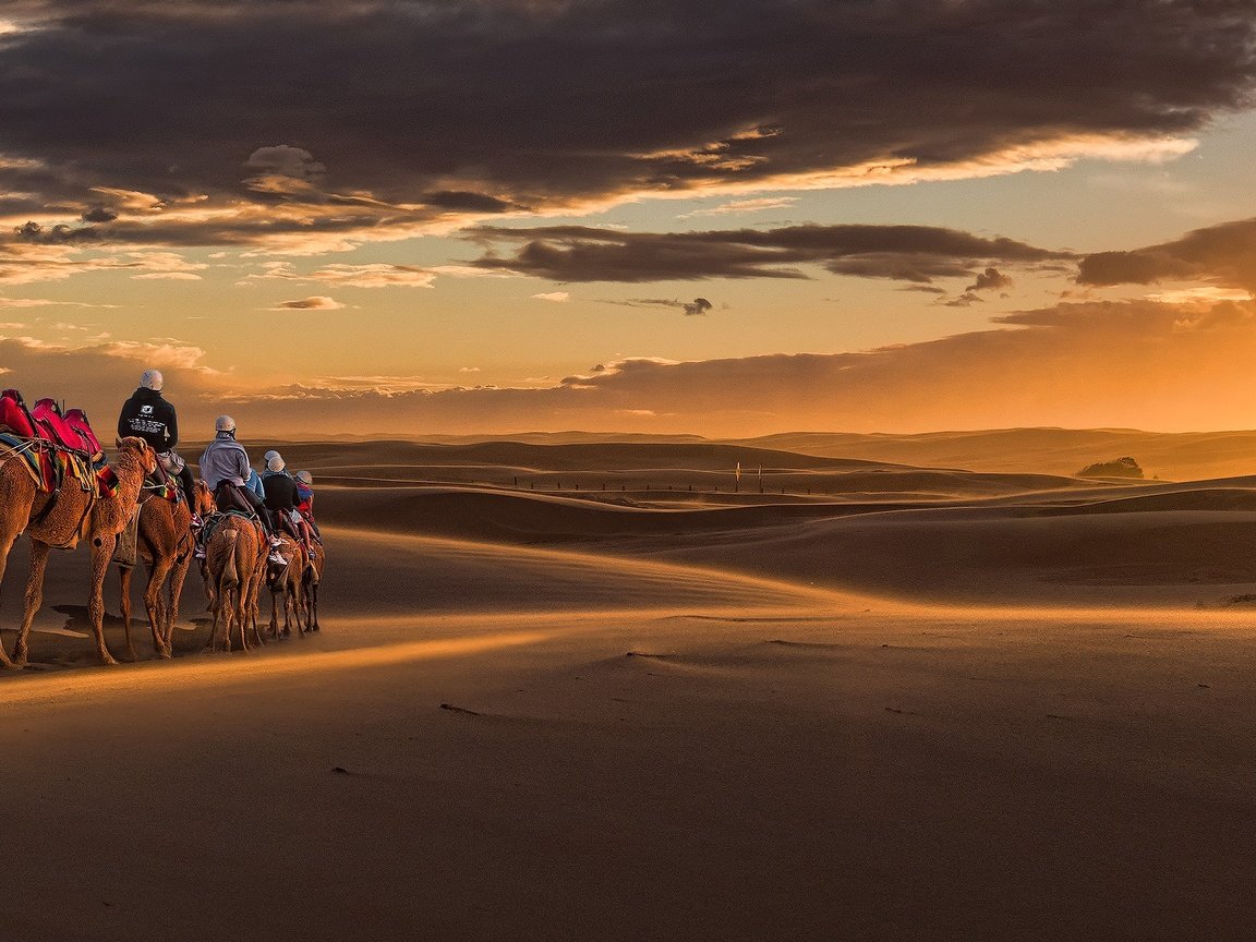 Обои закат, песок, панорама, австралия, дюны, караван, верблюды, новый южный уэльс, sunset, sand, panorama, australia, dunes, caravan, camels, new south wales разрешение 5000x1251 Загрузить