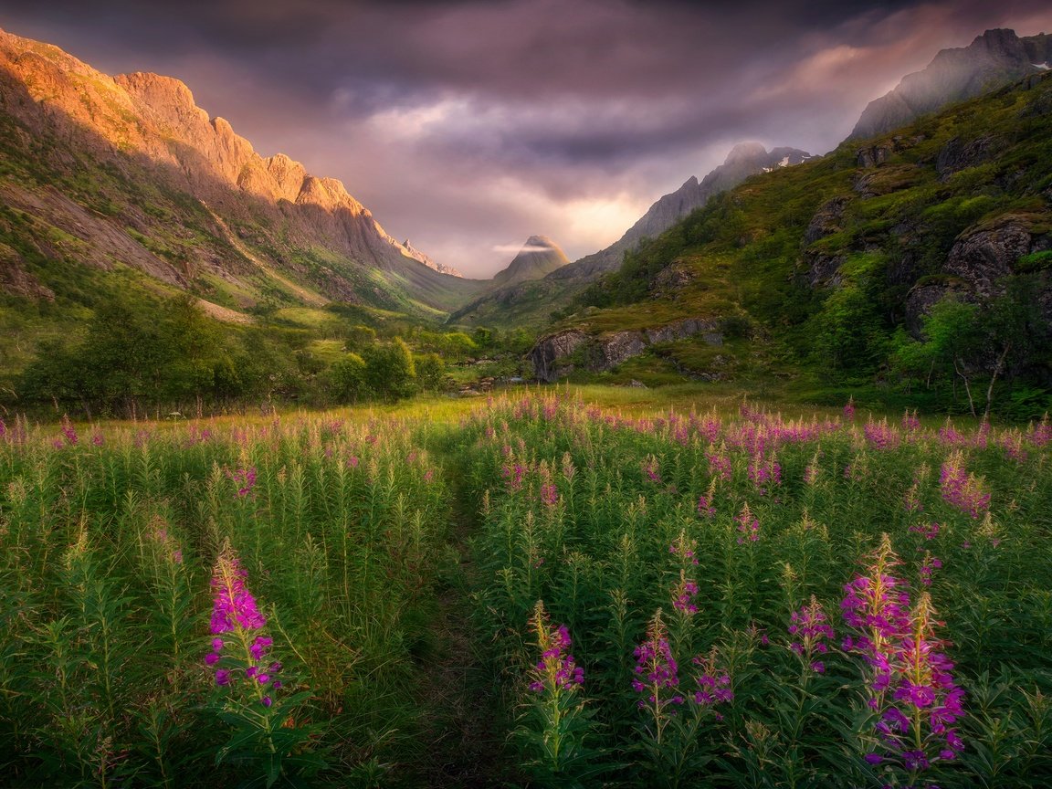 Обои цветы, горы, скалы, поле, лето, тропинка, луг, иван-чай, flowers, mountains, rocks, field, summer, path, meadow, ivan-tea разрешение 3840x2160 Загрузить