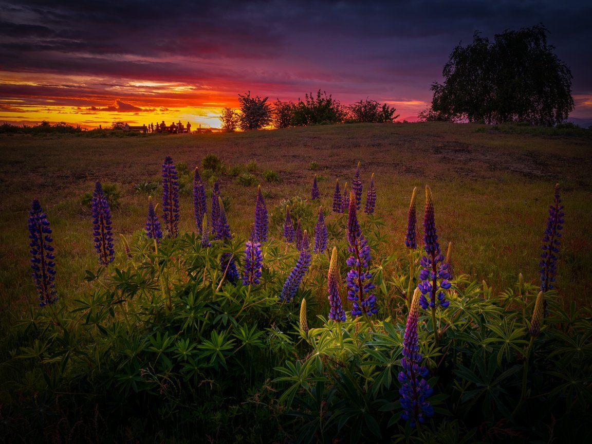 Обои цветы, вечер, закат, поле, лето, люпины, flowers, the evening, sunset, field, summer, lupins разрешение 6144x4316 Загрузить