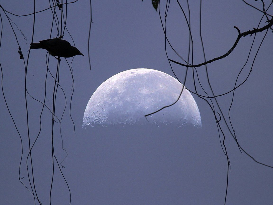 Обои небо, луна, птица, силуэт, the sky, the moon, bird, silhouette разрешение 1920x1080 Загрузить