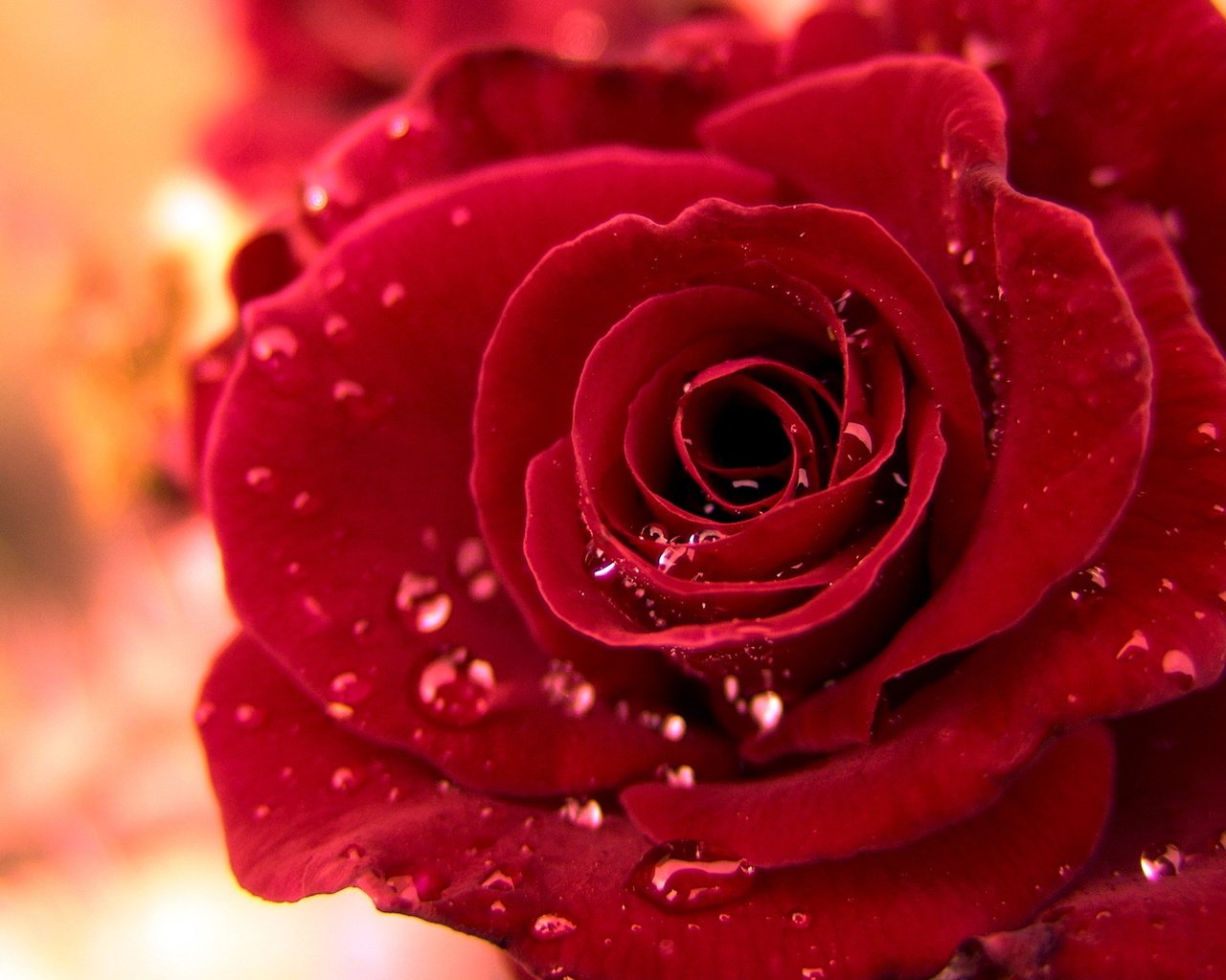 Обои капли, роза, бархат, drops, rose, velvet разрешение 1920x1200 Загрузить