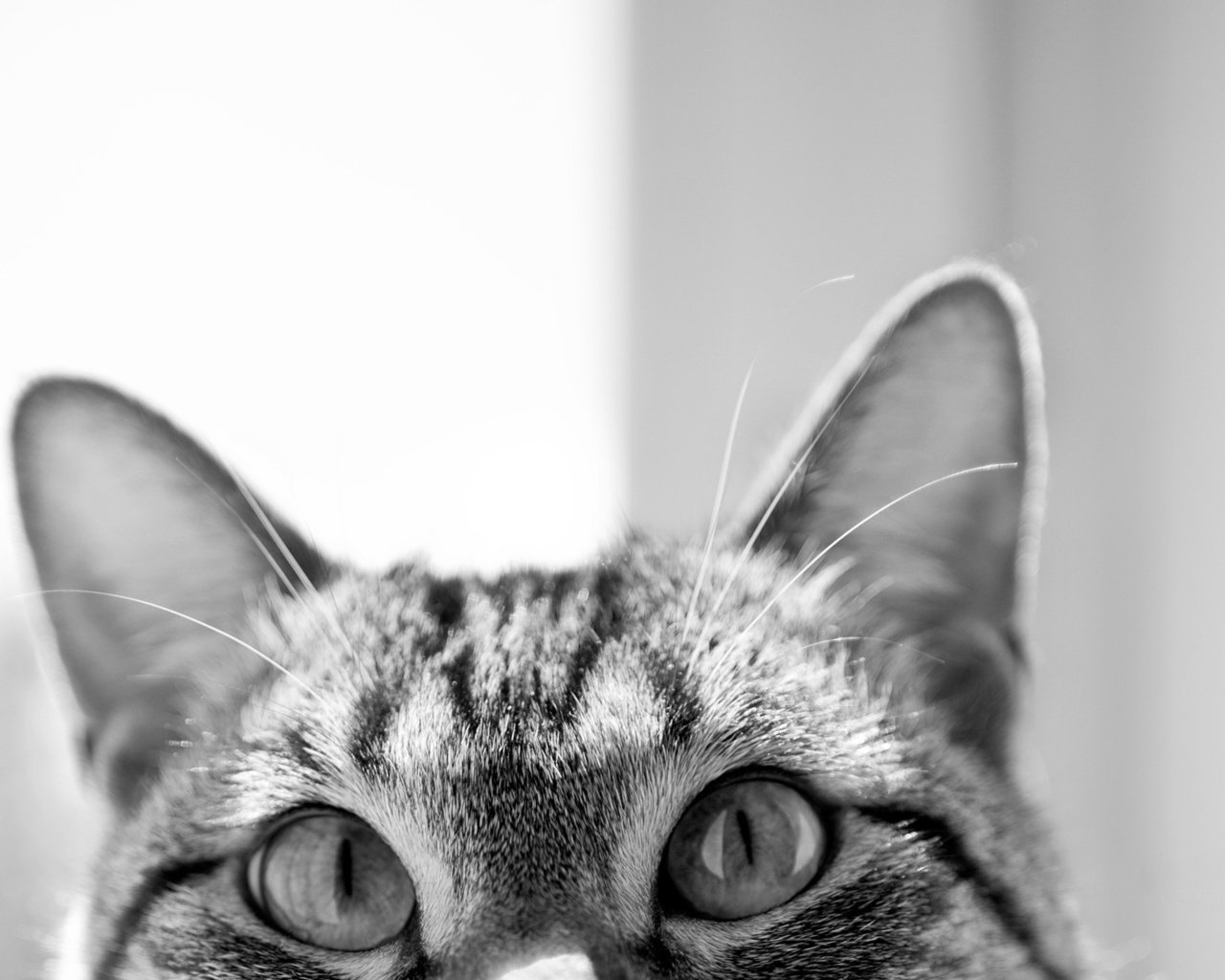 Обои глаза, кот, мордочка, чёрно-белое, уши, любопытство, eyes, cat, muzzle, black and white, ears, curiosity разрешение 1920x1200 Загрузить