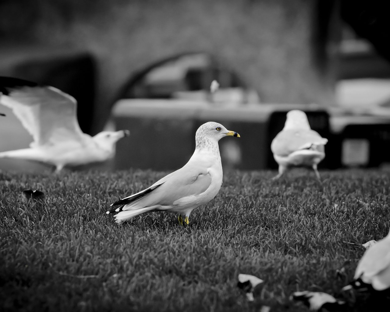 Обои клюв, чб, чайки, beak, bw, seagulls разрешение 2560x1600 Загрузить