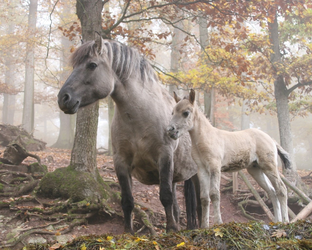 Обои лошадь, деревья, лес, horse, trees, forest разрешение 3504x2336 Загрузить