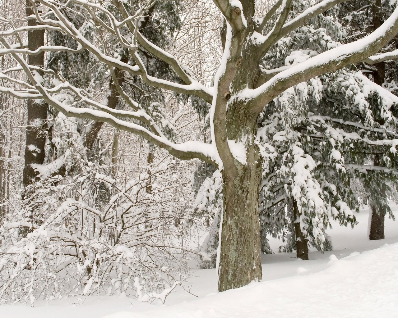 Зима деревья лес