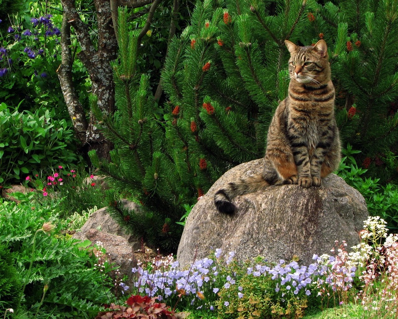 Обои трава, зелень, растения, кот, кошка, камень, кошак, grass, greens, plants, cat, stone, koshak разрешение 1920x1440 Загрузить