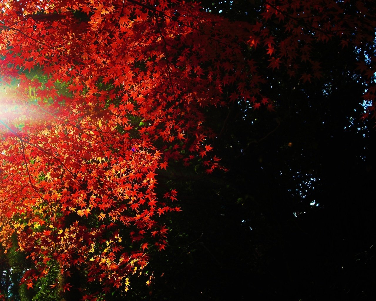 Обои свет, листья, темнота, light, leaves, darkness разрешение 3648x2432 Загрузить