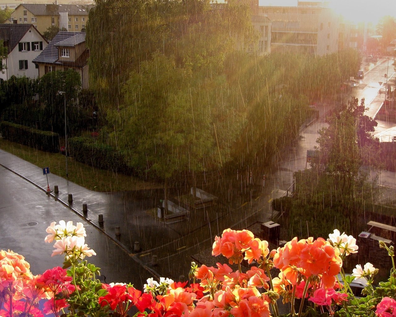 Обои цветы, улица, дождь, окно, flowers, street, rain, window разрешение 2560x1600 Загрузить