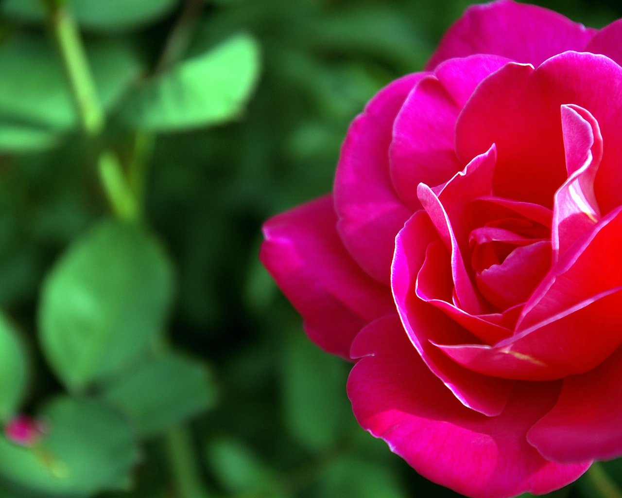 Обои природа, роза, красный, цветок макро, nature, rose, red, flower macro разрешение 2560x1600 Загрузить