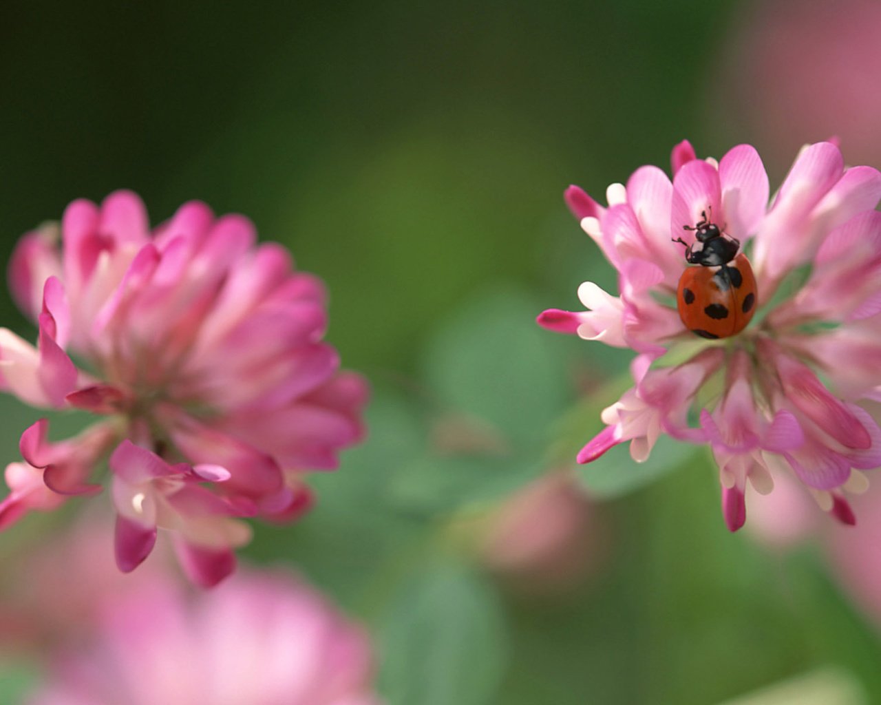 Обои клевер, зелёный, цветок, божья коровка, розовый, жучок, clover, green, flower, ladybug, pink, bug разрешение 1920x1200 Загрузить