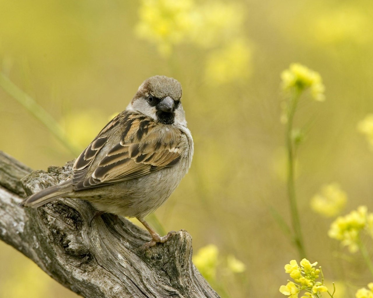 Обои цветы, ветка, воробей, flowers, branch, sparrow разрешение 1920x1200 Загрузить