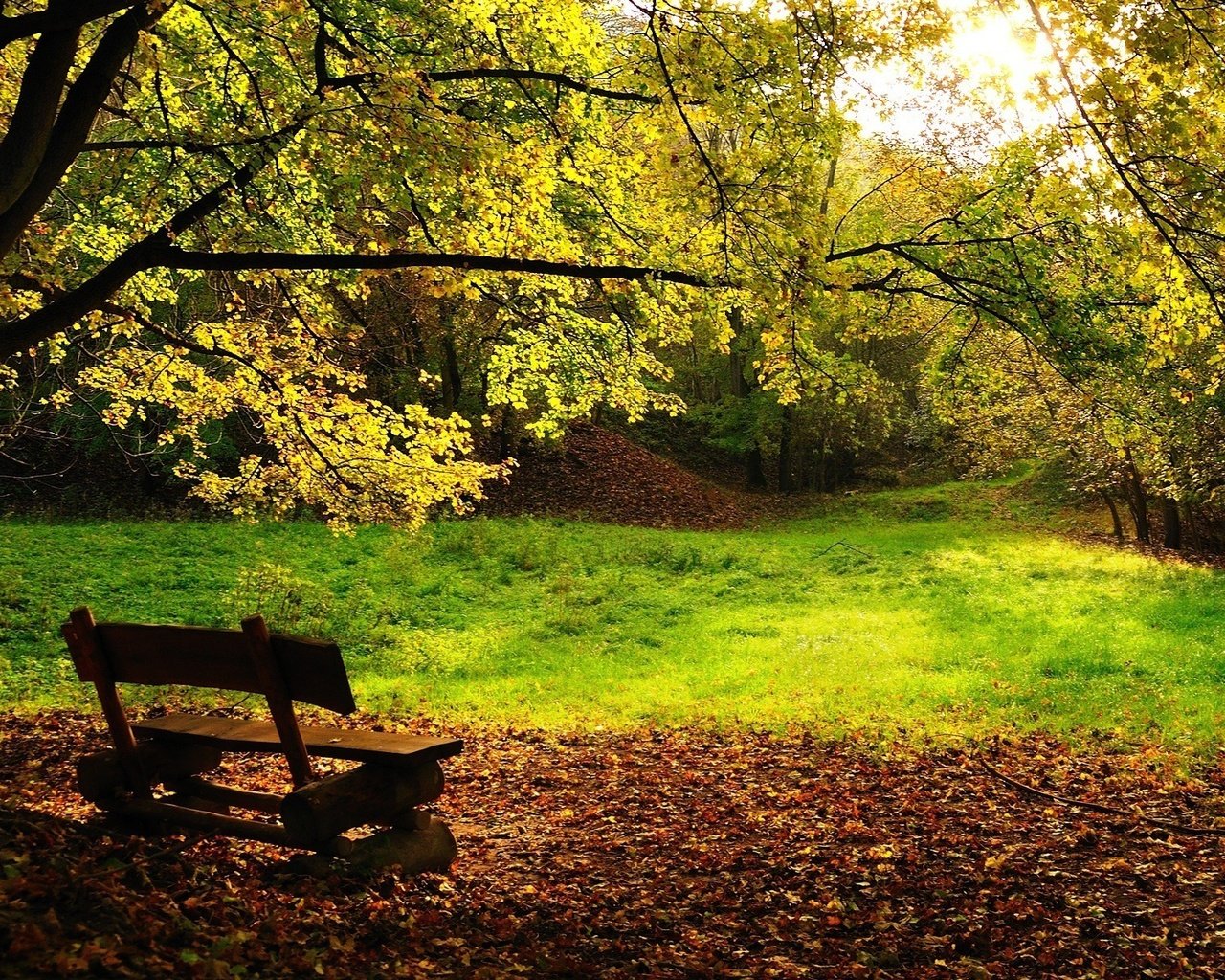 Обои деревья, листва, осень, скамейка, trees, foliage, autumn, bench разрешение 1920x1200 Загрузить