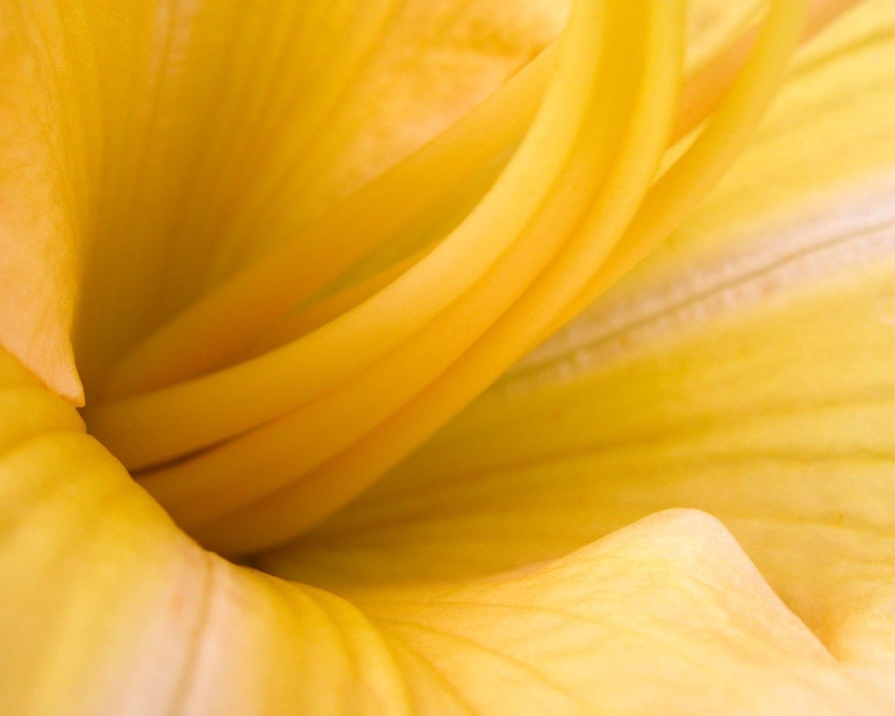 Обои желтый, макро, цветок, yellow, macro, flower разрешение 1920x1200 Загрузить