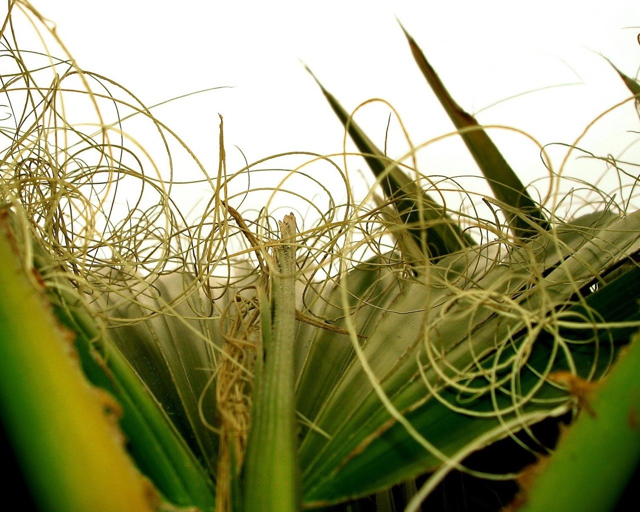 Обои растения, листья, завитки, крупным планом, plants, leaves, curls, closeup разрешение 1920x1200 Загрузить