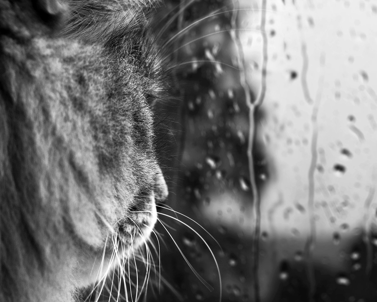 Обои кот, усы, капли, черно-белая, дождь, стекло, cat, mustache, drops, black and white, rain, glass разрешение 1920x1080 Загрузить