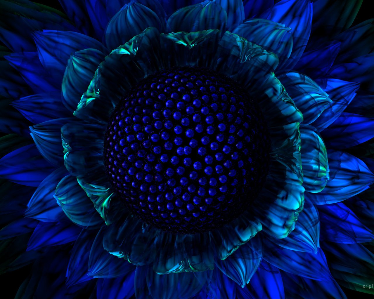 темно синие цветы фото