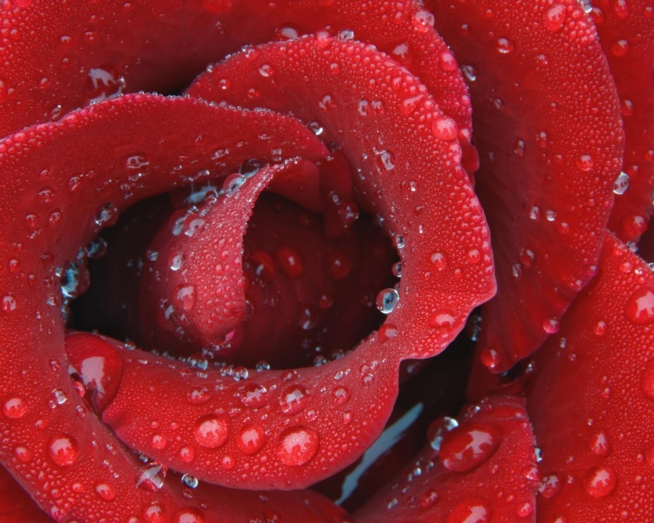 Обои капли, роза, лепестки, красный, drops, rose, petals, red разрешение 1920x1080 Загрузить