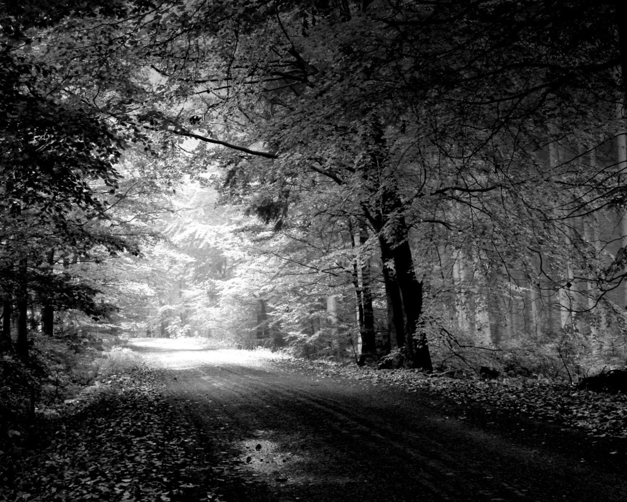 Обои дорога, деревья, природа, пейзаж, чёрно-белое, road, trees, nature, landscape, black and white разрешение 1920x1200 Загрузить