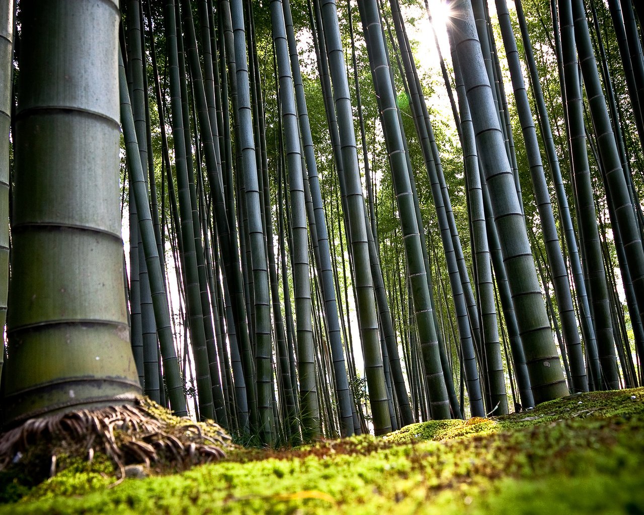 Обои япония, киото, бамбук, japan, kyoto, bamboo разрешение 2560x1600 Загрузить