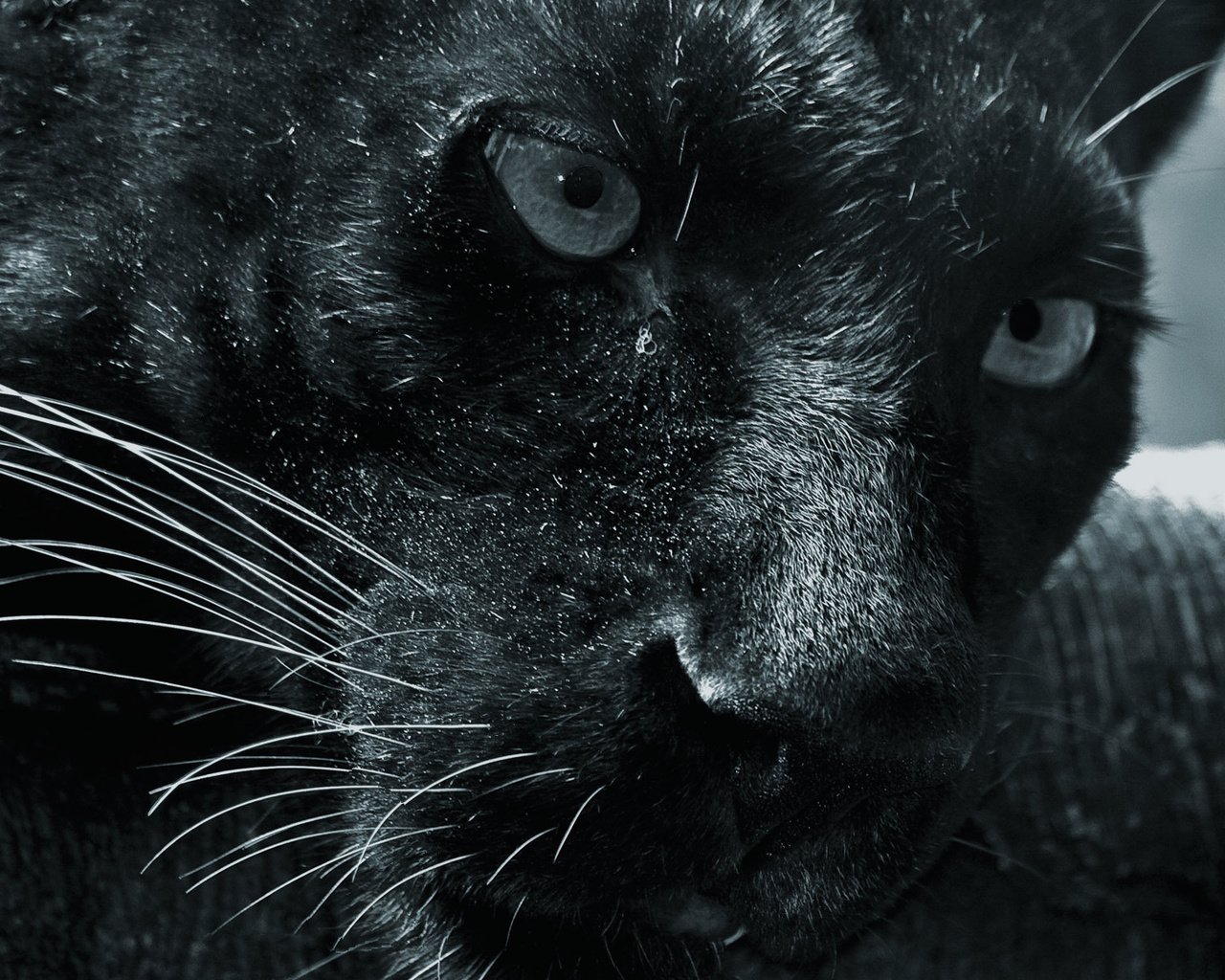 Обои морда, смотрит, пантера, черная, face, looks, panther, black разрешение 1920x1200 Загрузить