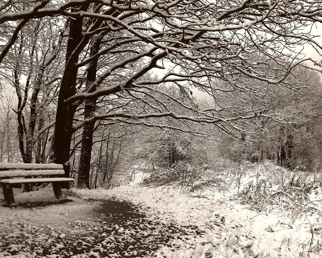 Обои деревья, снег, зима, чёрно-белое, сепия, скамейка, trees, snow, winter, black and white, sepia, bench разрешение 3504x2336 Загрузить