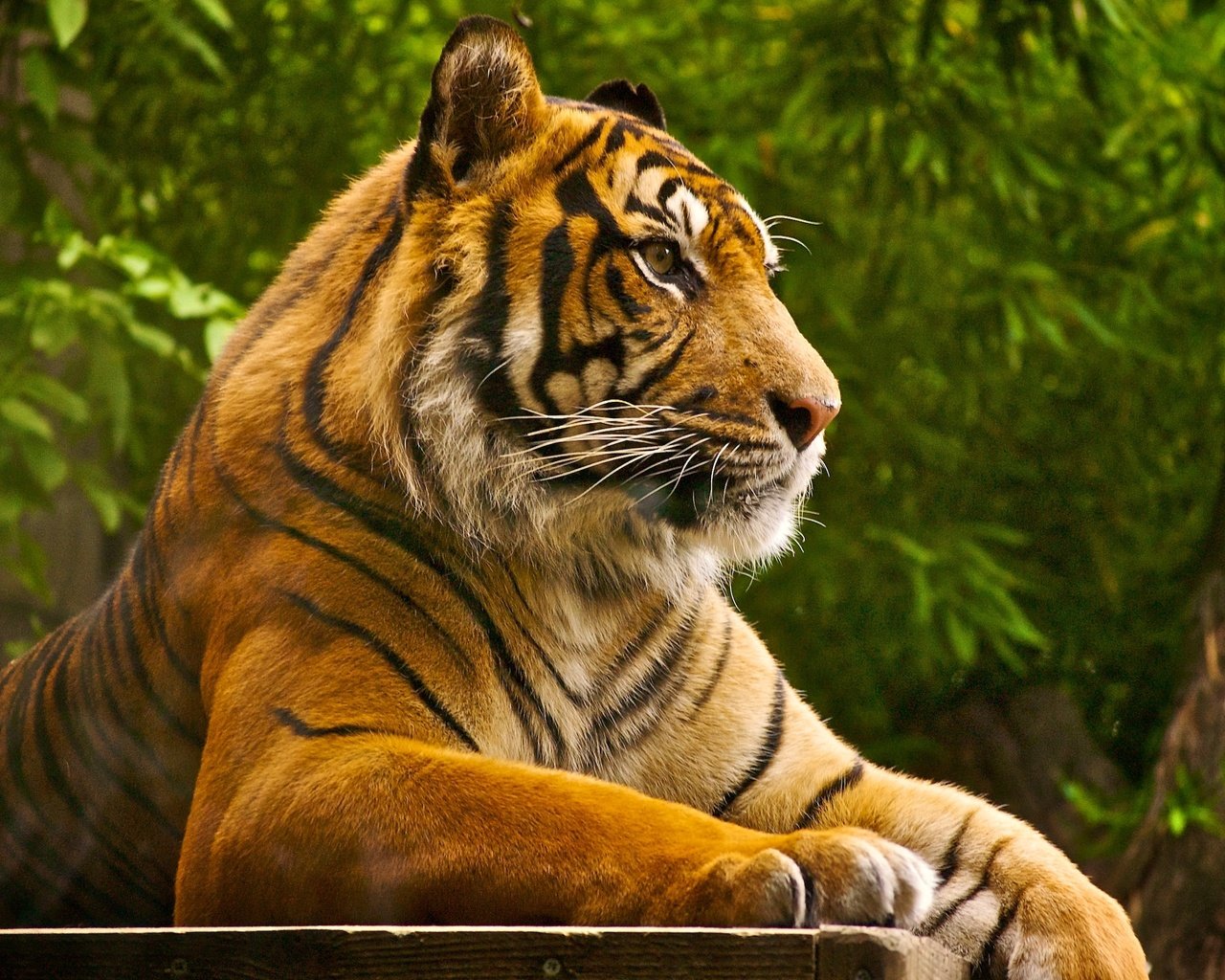 Обои тигр, хищник, большая кошка, отдых, зверь, дикая природа, fkxj kcjlv, gupgckhf аща5568, tiger, predator, big cat, stay, beast, wildlife разрешение 2560x1600 Загрузить