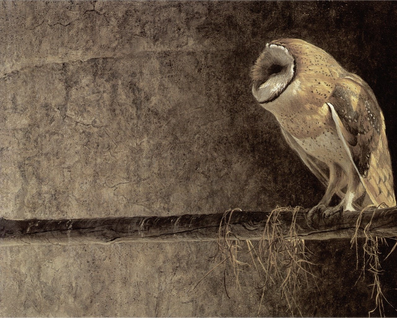 Обои сова, птица, клюв, перья, robert bateman, роберт батман, живопись, сипуха, owl, bird, beak, feathers, robert batman, painting, the barn owl разрешение 2221x1024 Загрузить