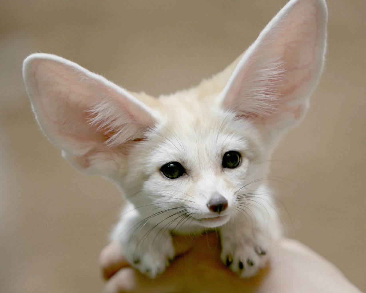 Обои морда, взгляд, лиса, фенек, уши, ушан, лисичка, face, look, fox, fenech, ears, brown long-eared bat разрешение 4314x3000 Загрузить