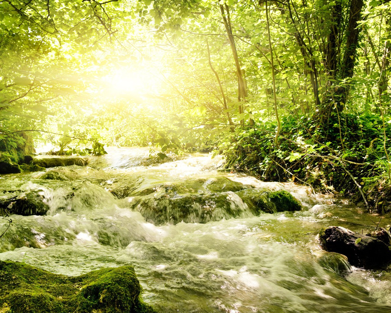 Обои зелень, речка, бурная, солнечный свет, greens, river, rapid, sunlight разрешение 2560x1600 Загрузить