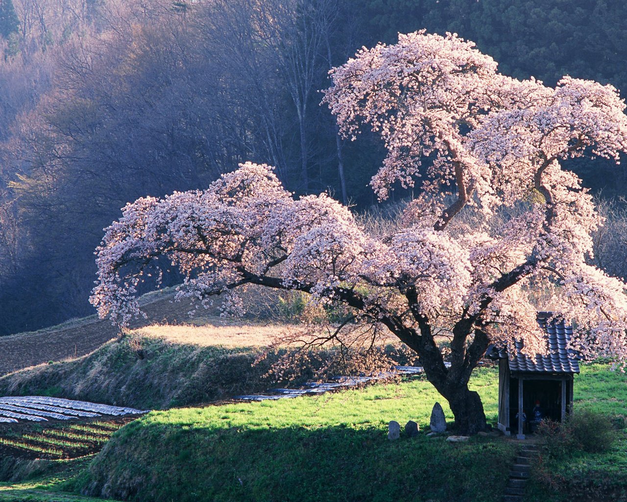 Обои дерево, сакура, клозет, tree, sakura, the closet разрешение 1920x1200 Загрузить