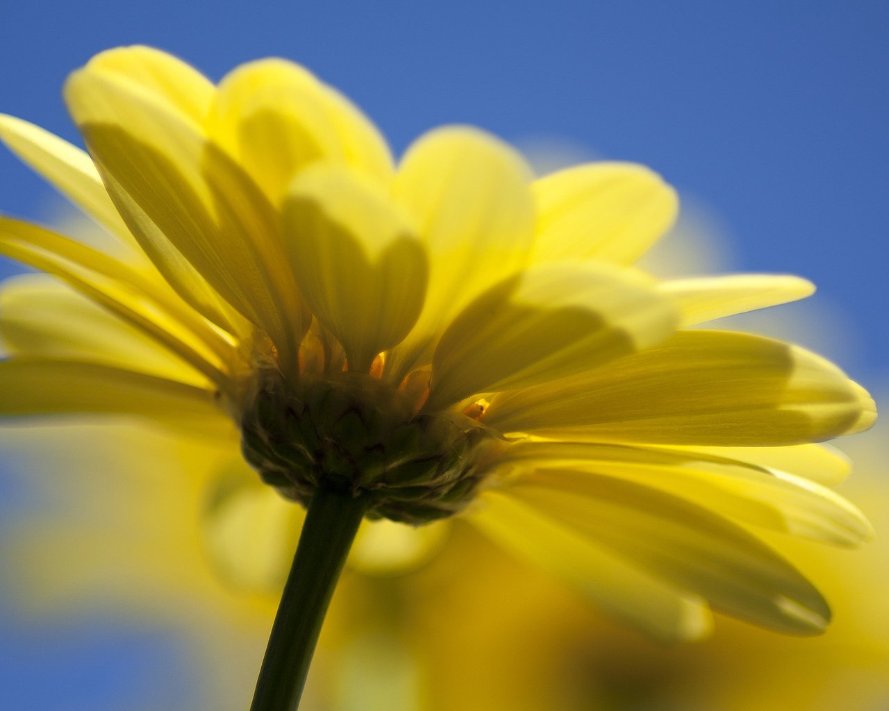 Обои природа, желтый, цветок, маргаритка, nature, yellow, flower, daisy разрешение 2560x1600 Загрузить