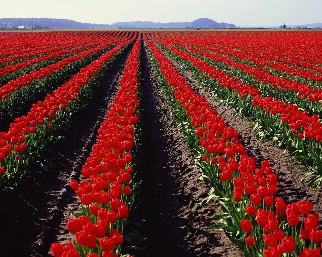 Обои поле, панорама, тюльпаны, field, panorama, tulips разрешение 3750x1200 Загрузить