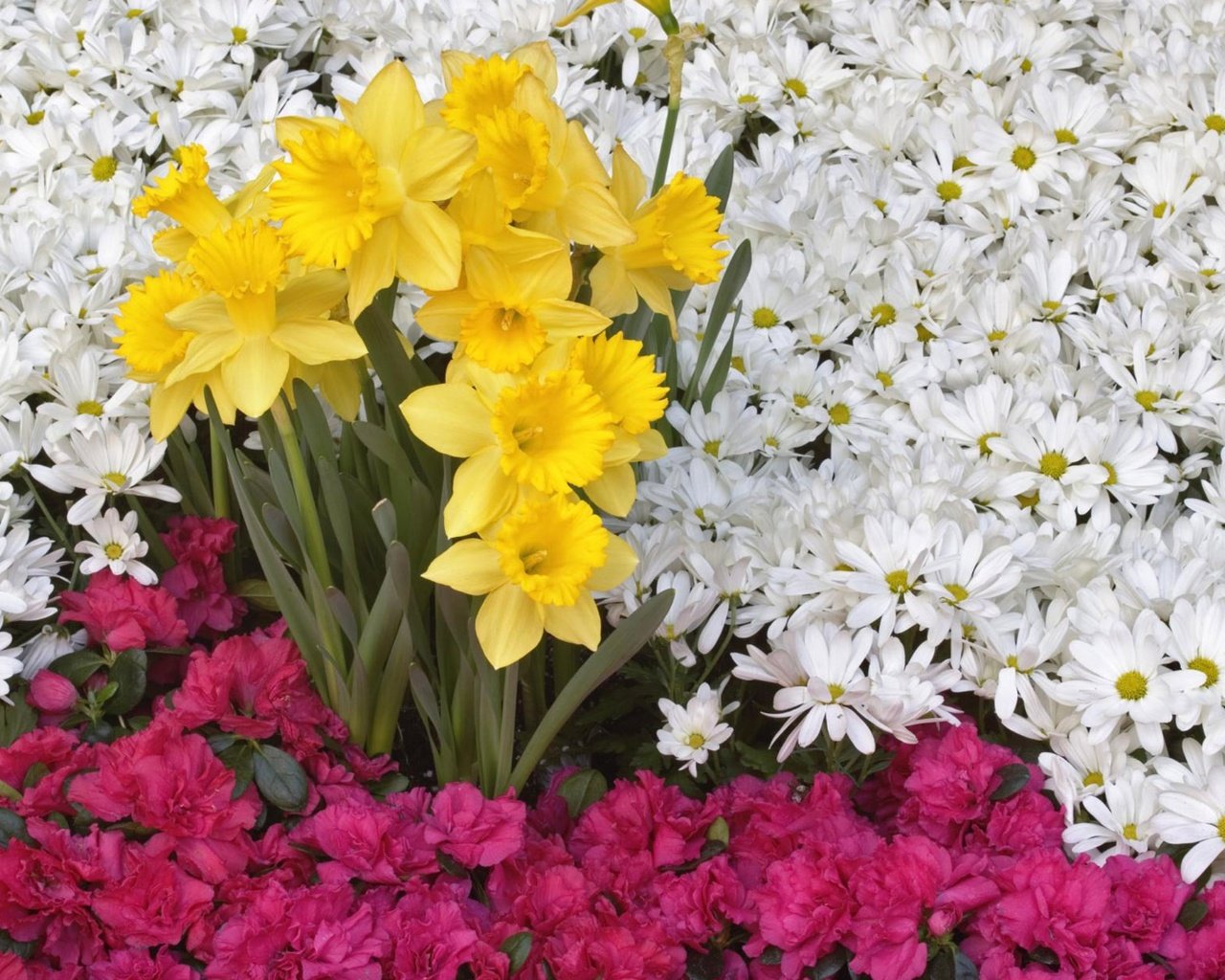 Обои цветы, нарцисс, flowers, narcissus разрешение 2560x1600 Загрузить